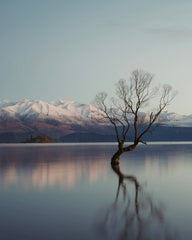 Wanaka Tree, New Zealand.